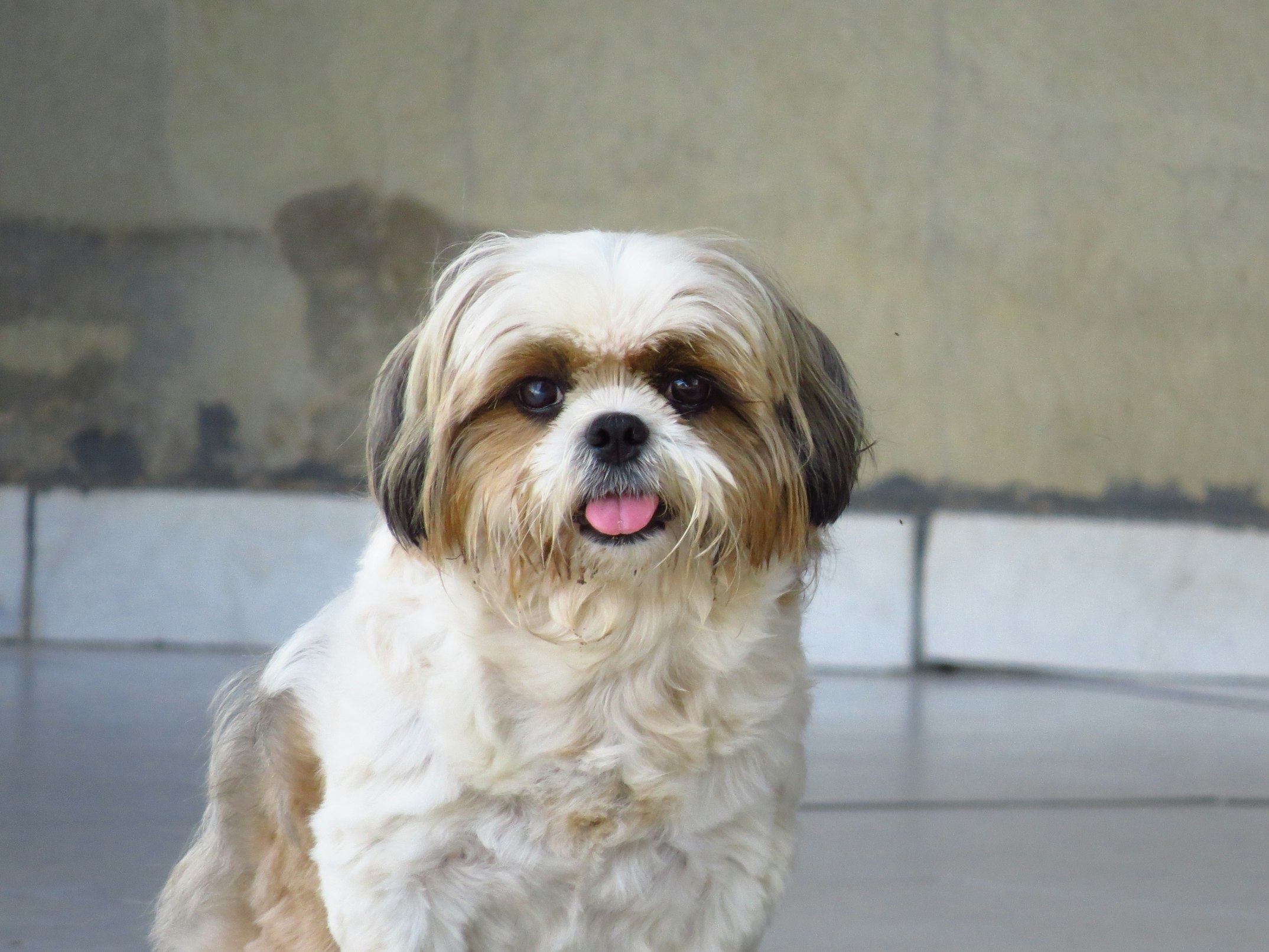 A man walks into a zoo, and there’s only a single dog there. It was a shih tzu.