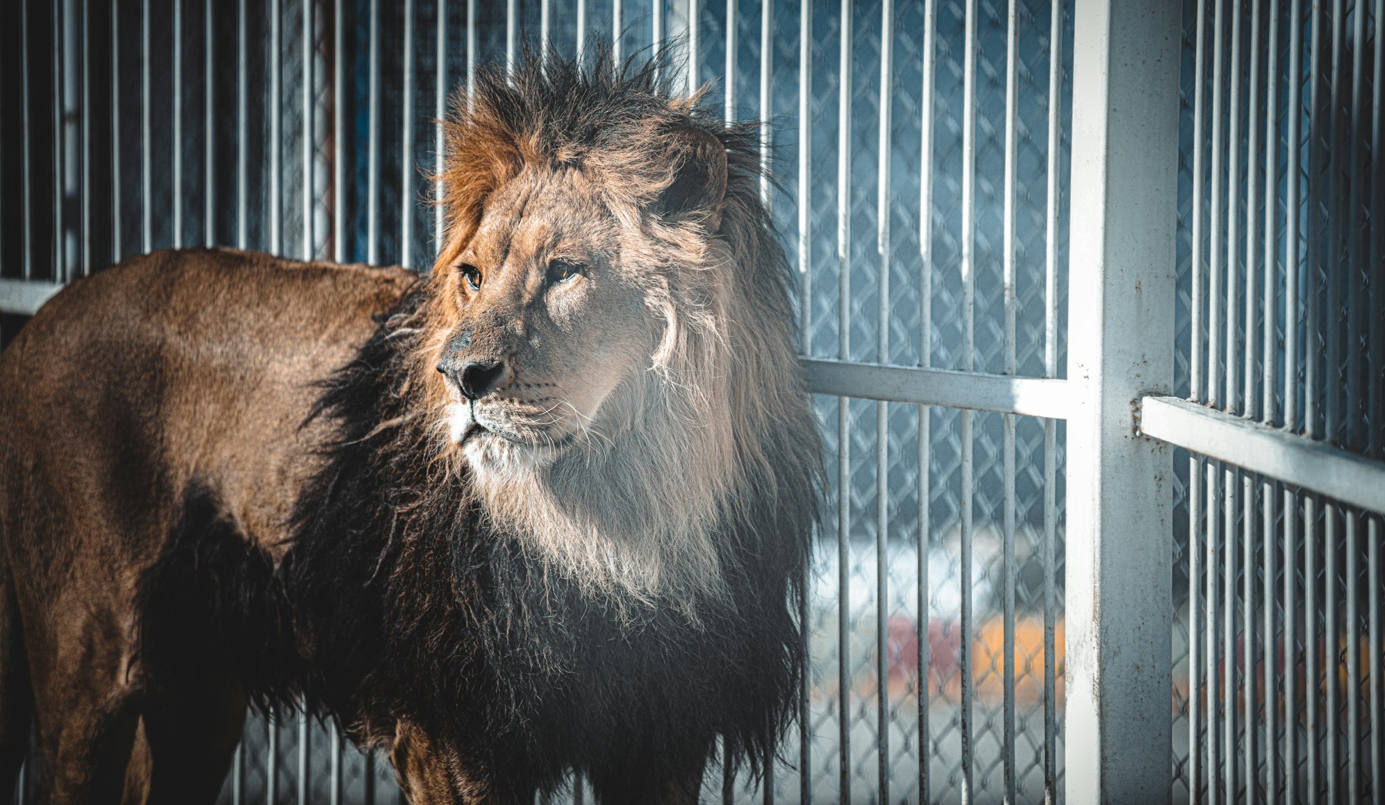 My grandfather has the heart of a lion… and a lifetime ban from the zoo.