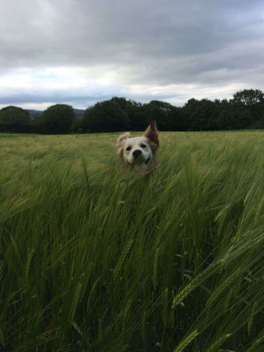 The Dog That Sniffed Out History
