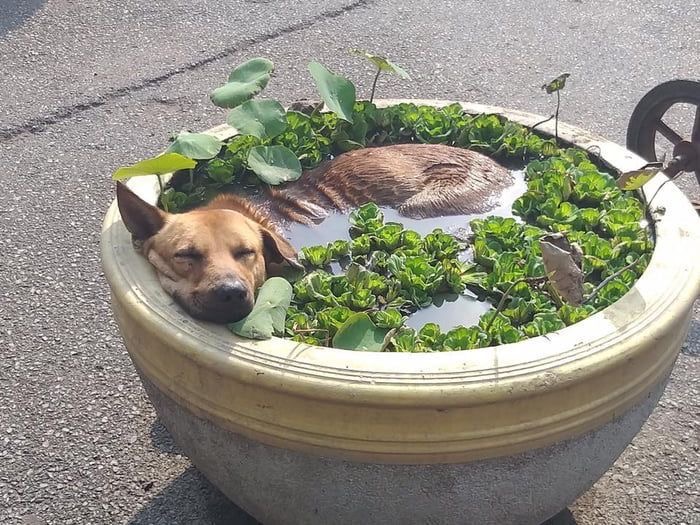 Plant-Pot Pup