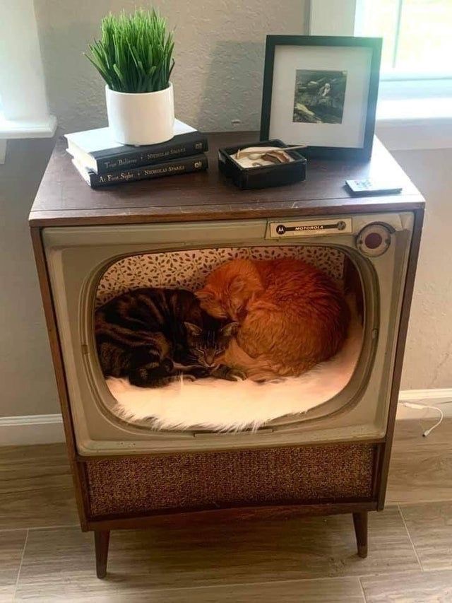 Cat TV Bed