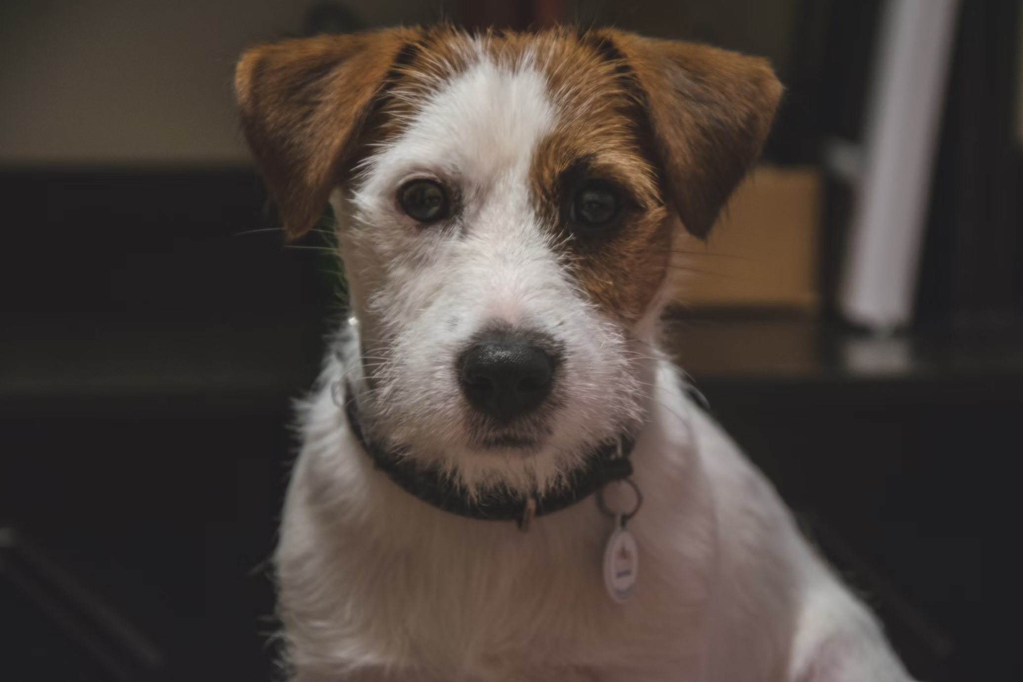 My wife once called in saying she’d been hit by a dog. Her coworkers thought someone threw our Jack Russell at her, but it was actually a charging Rottweiler.