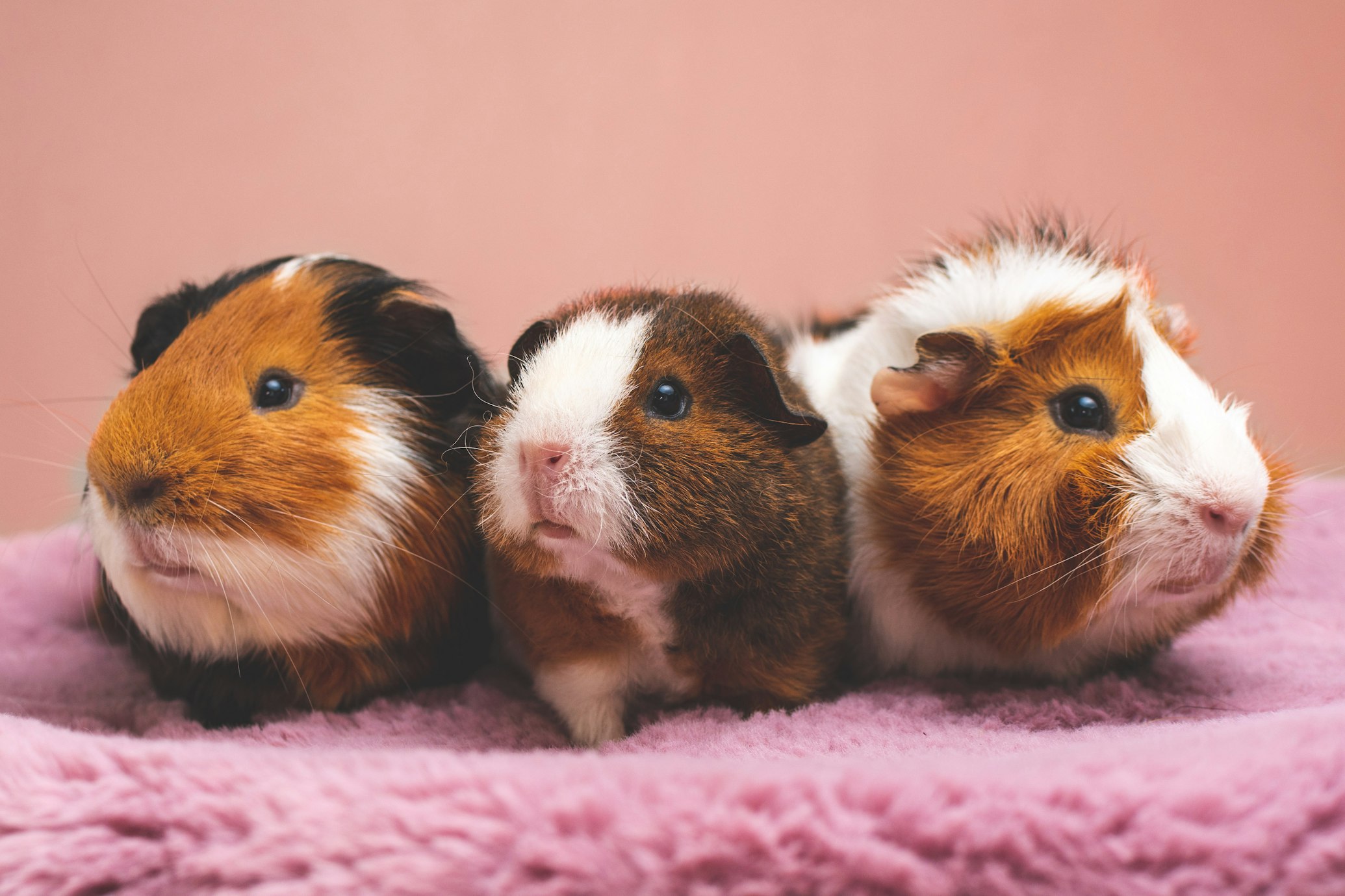 One co-worker’s go-to excuses included “training his hamsters” or “renewing his rabbit breeding license.”