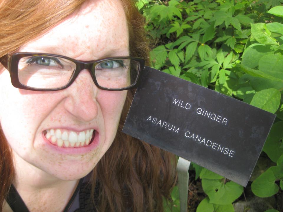 A rare sighting of the elusive Wild Ginger, careful, it can bite.