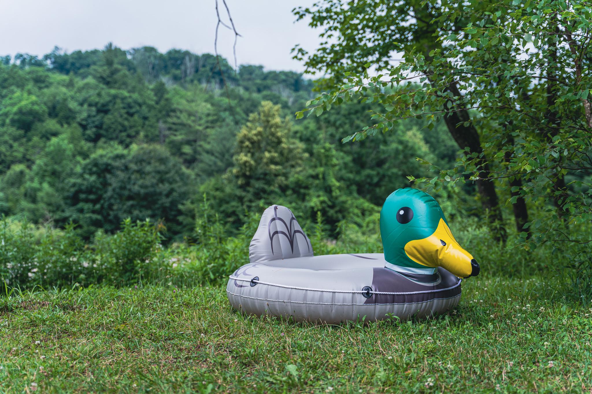 Far from water, seeking new nest among trees.