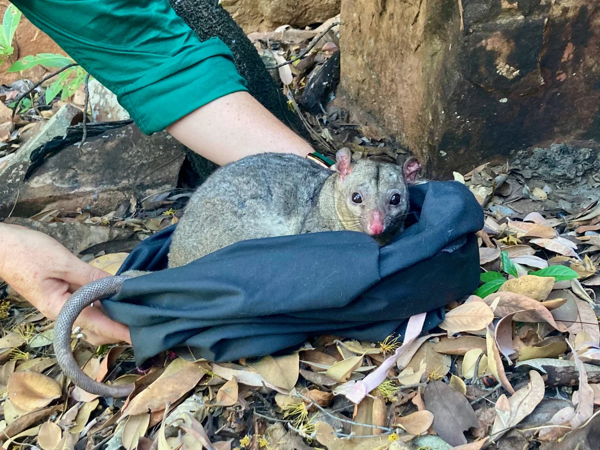 A true weirdo making itself at home.