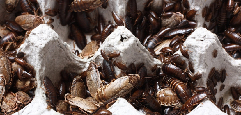 A Roach Surprise at Closing Time