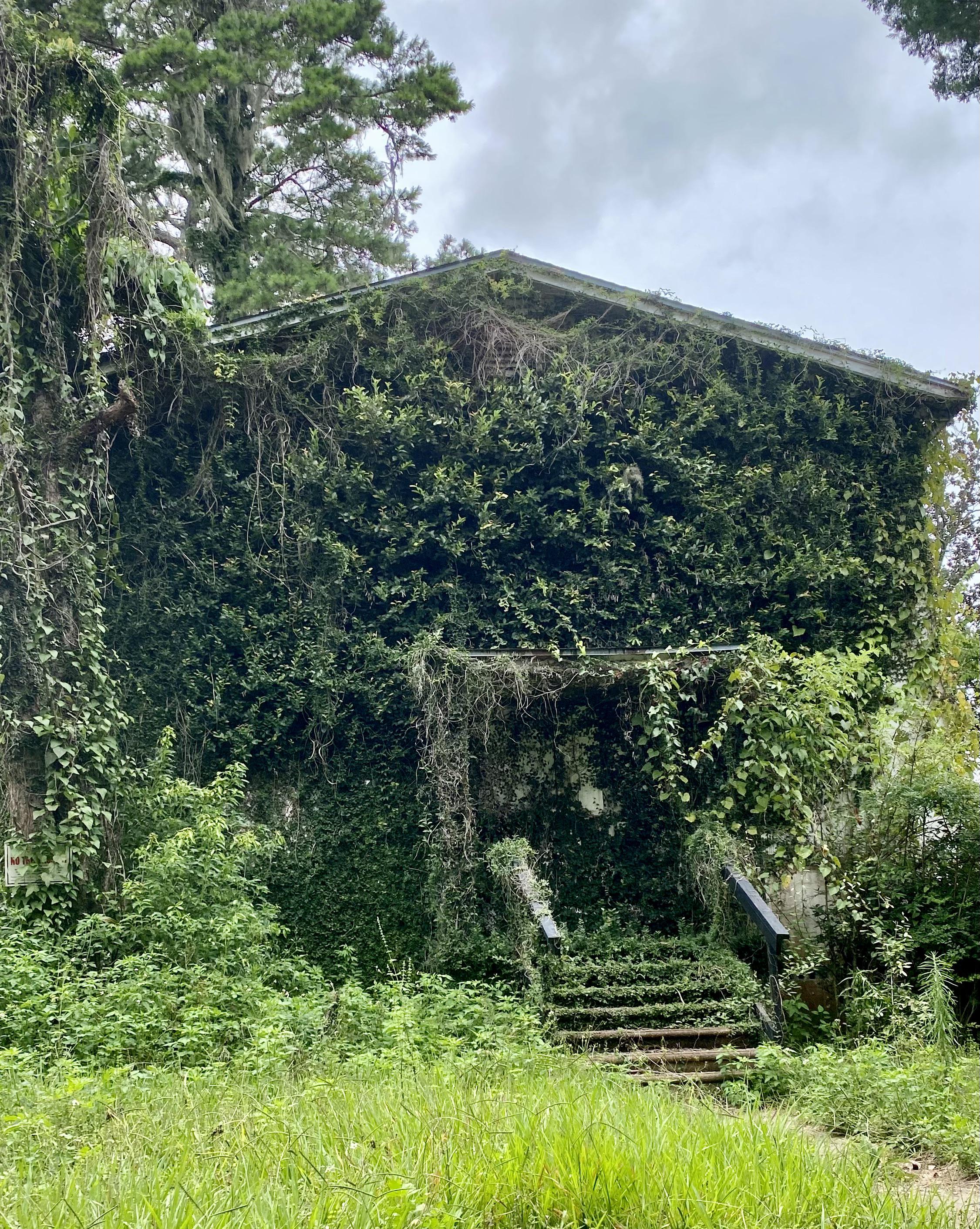When ivy redecorates better than architects.