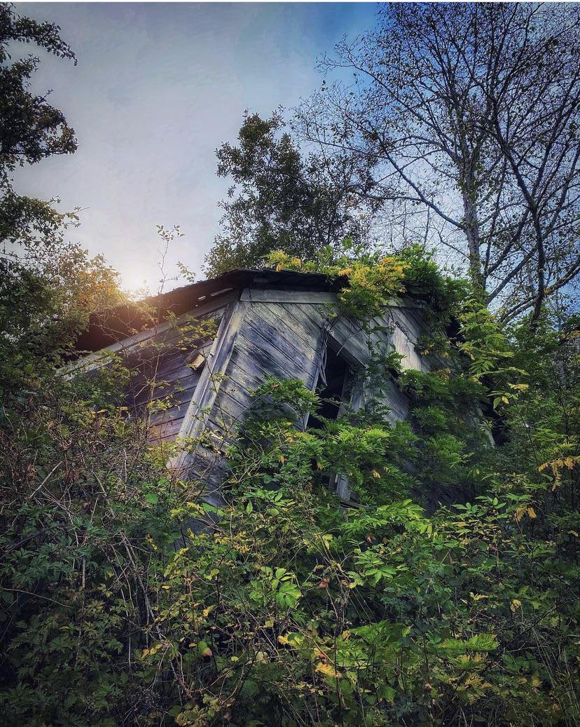 The forest says: this is me now.