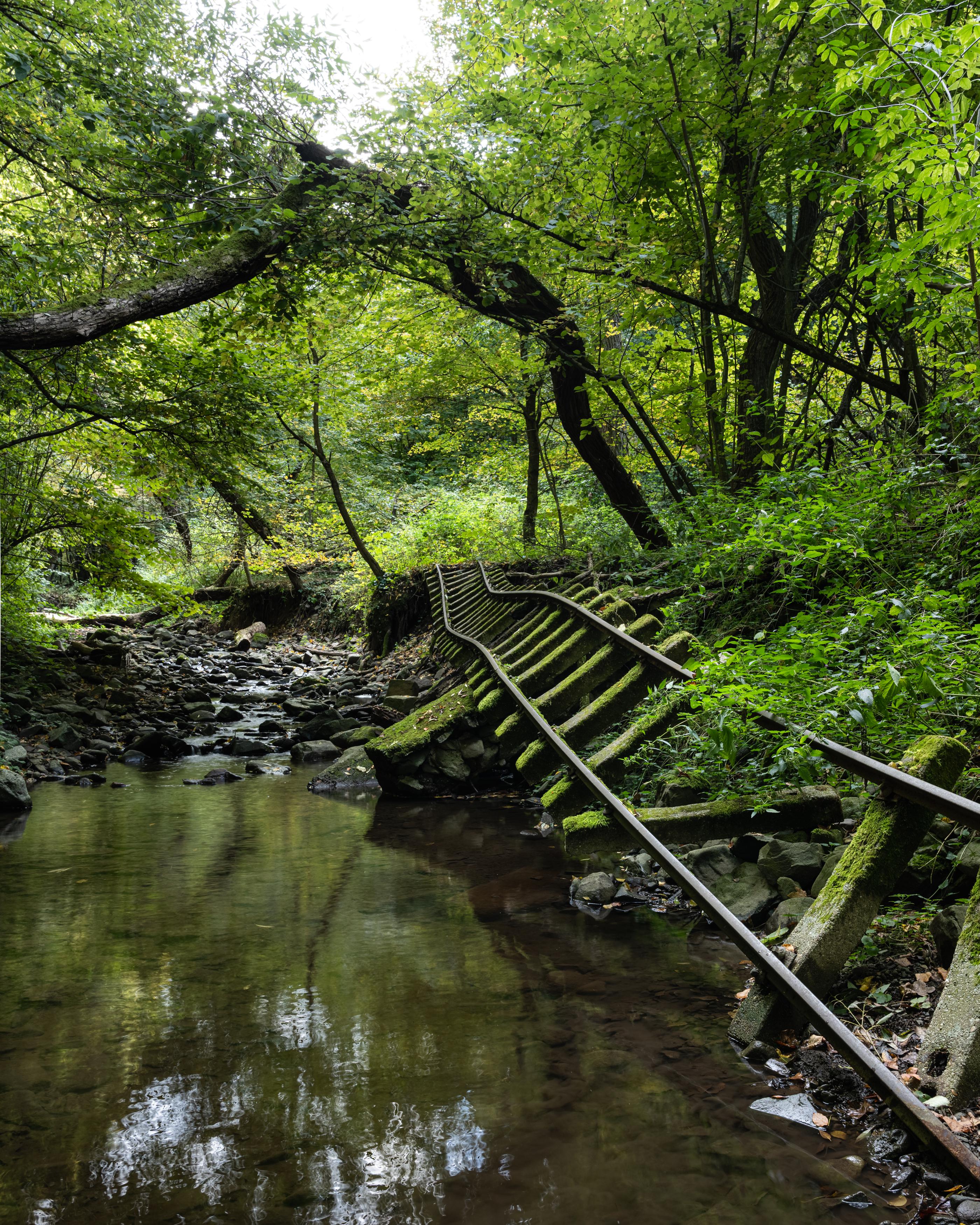 Tracks lost, wilderness found.