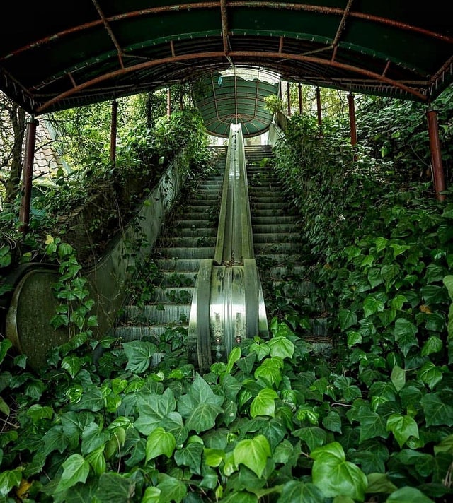 Escalator to the jungle.