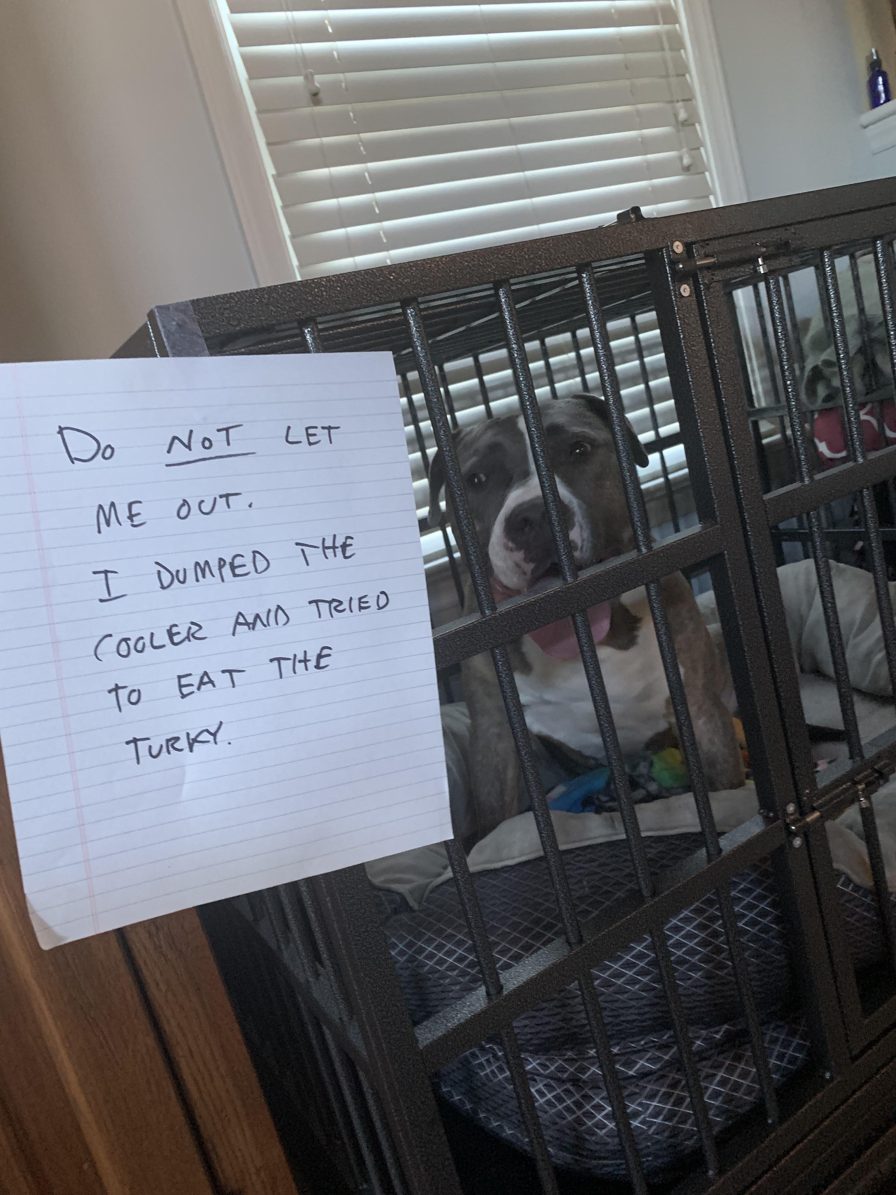 Caught red-pawed trying to eat all the turkey. Now solitary confinement it is.