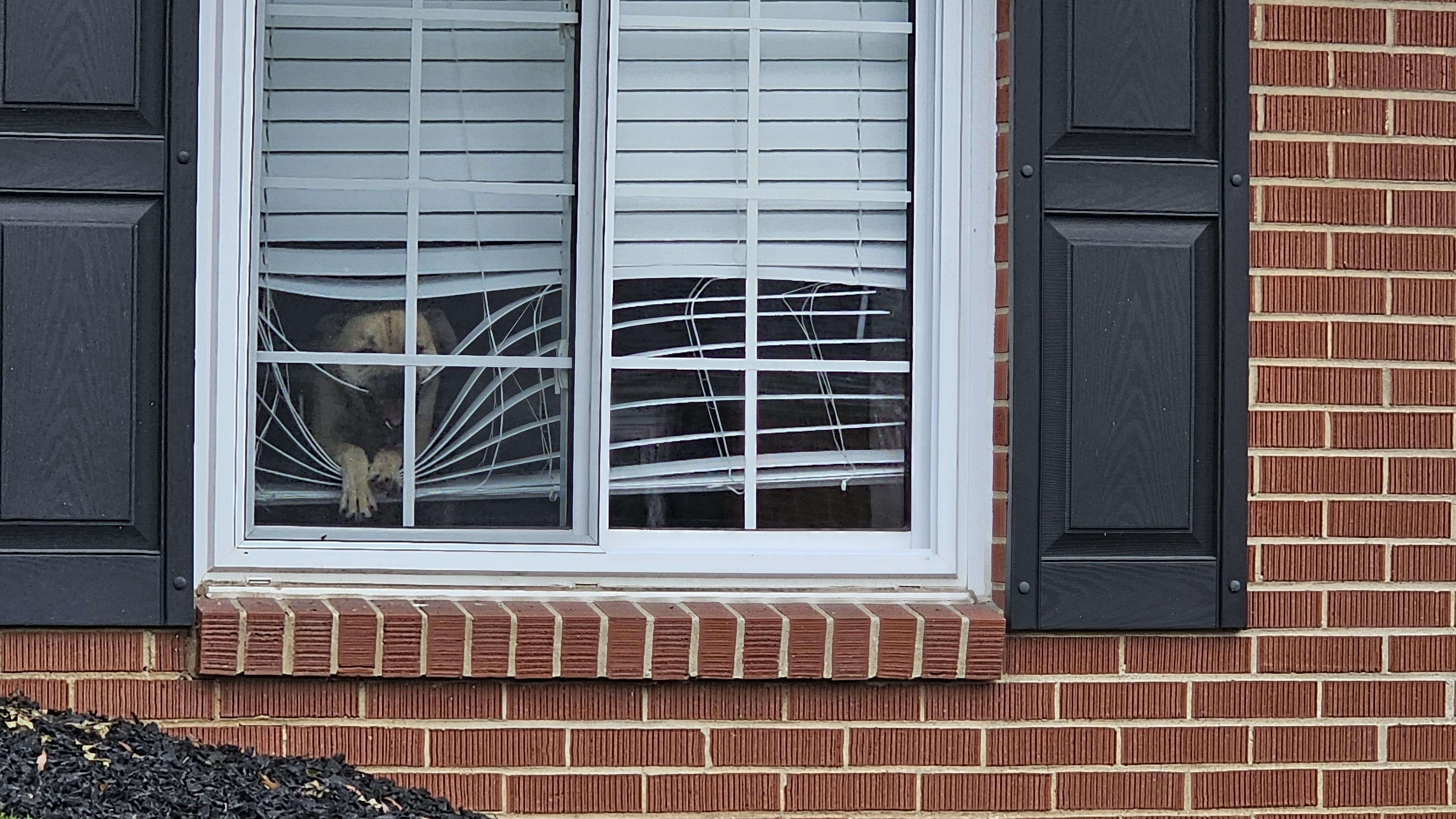 Just wanted to take a look outside when the blinds attacked, no choice was left but to fight back.
