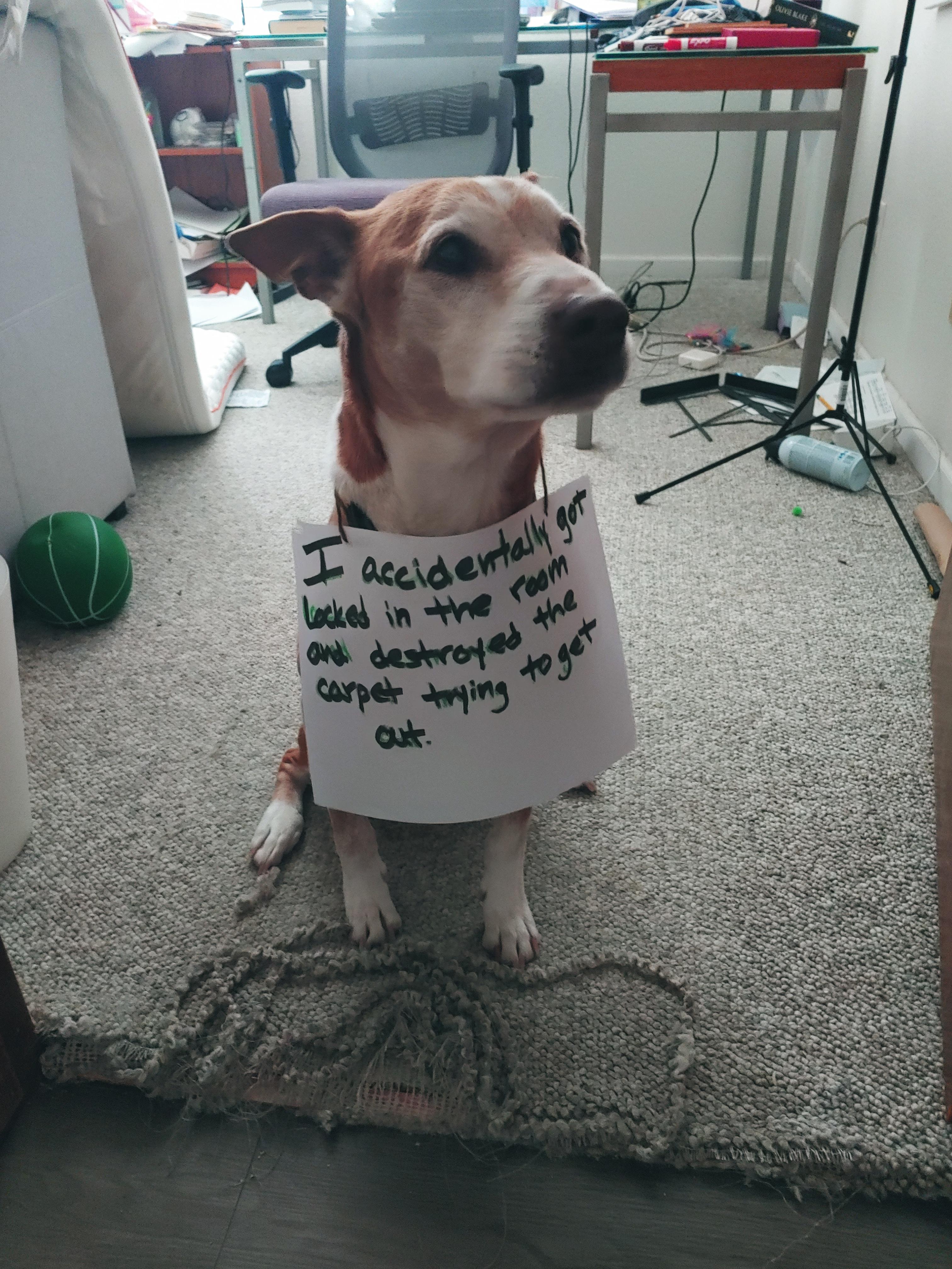 Got locked in a room, panicked, and decided the only escape route was straight through the carpet. Spoiler: it didn’t work.