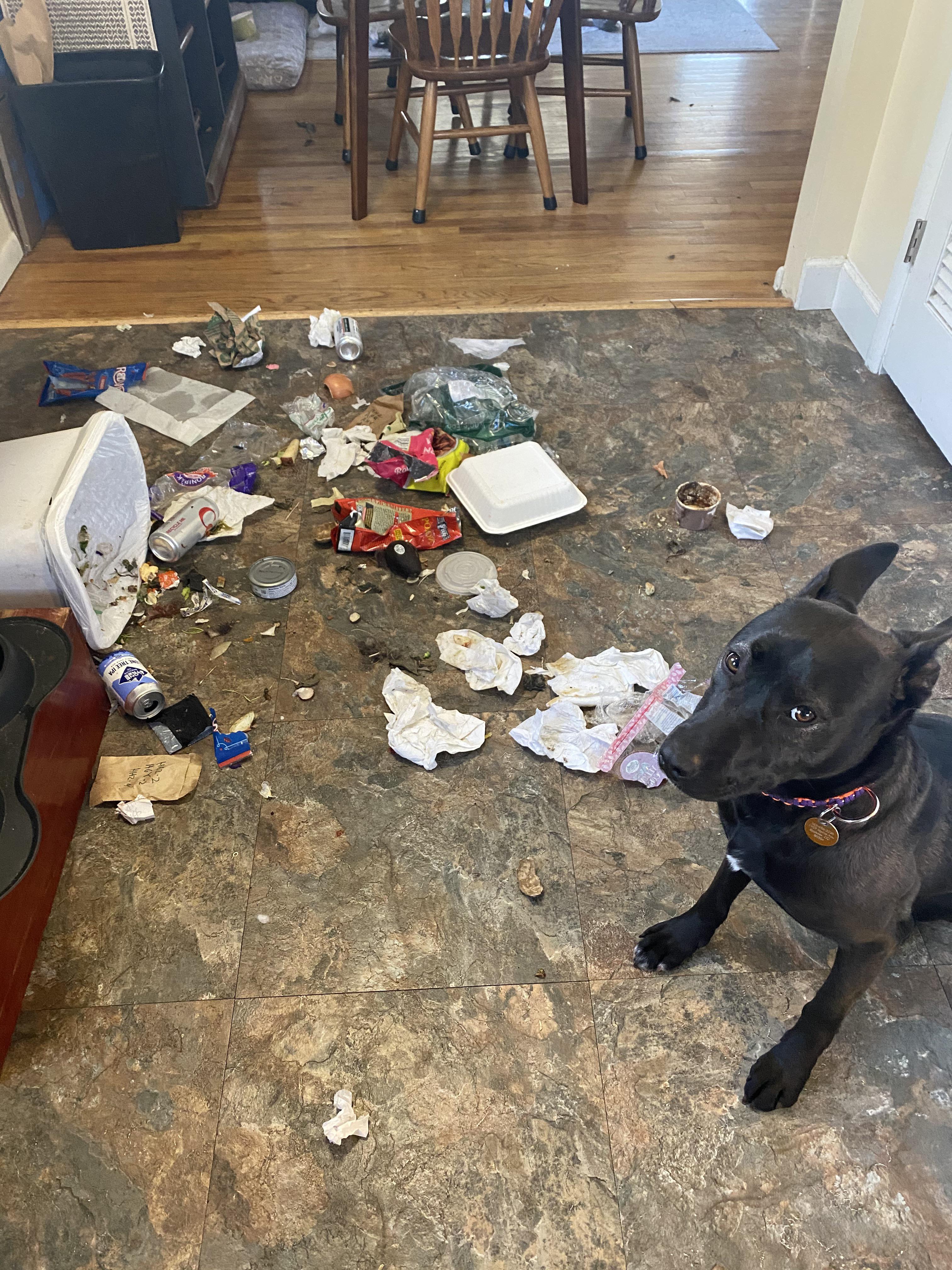 They put the leftovers in the trash… so naturally, I liberated them. Sure, the kitchen looks like a war zone, but I was helping.