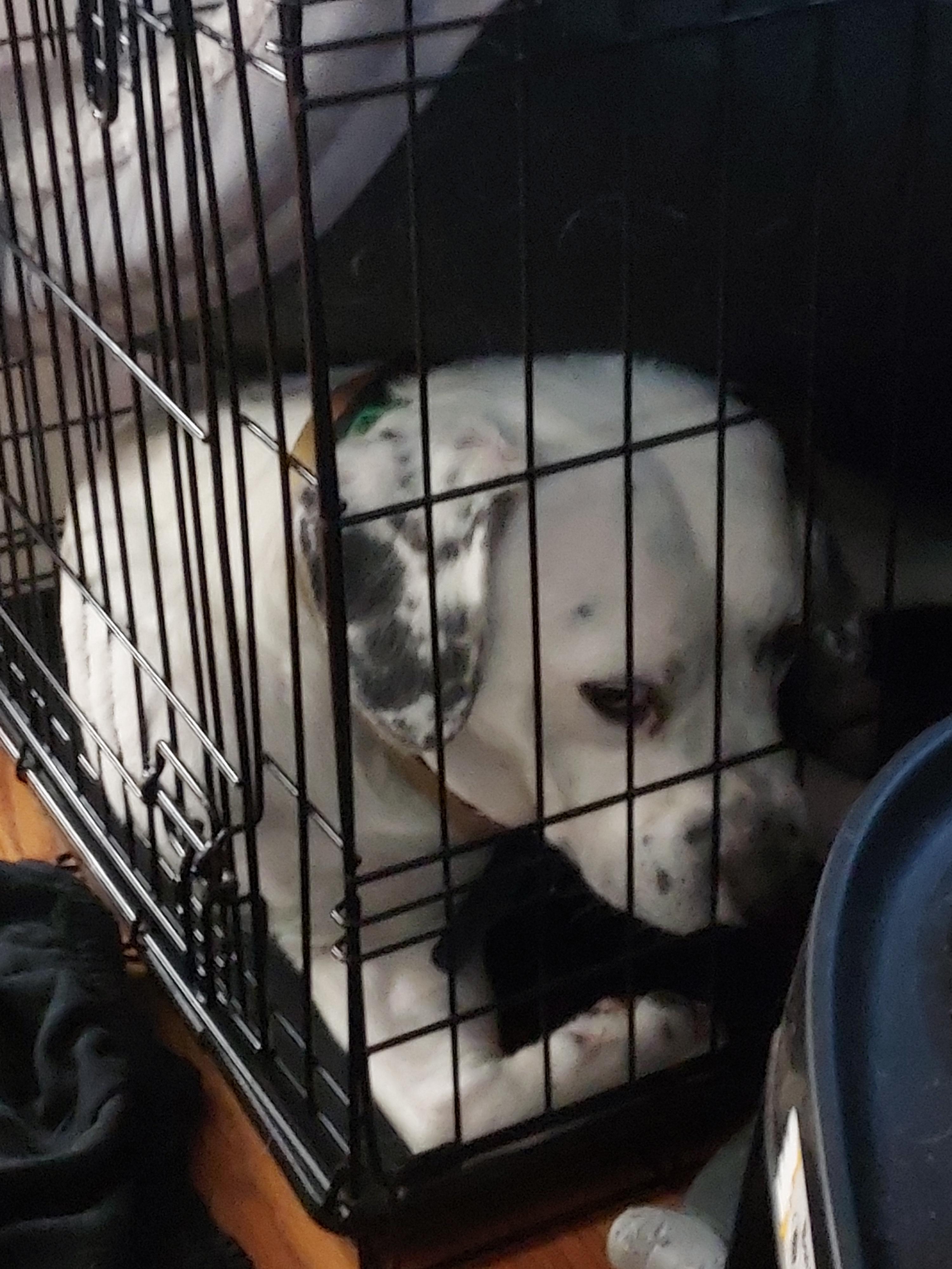 I stole a headband and ran a flawless game of keep-away. Then I launched myself through the screen door and they called it destruction.