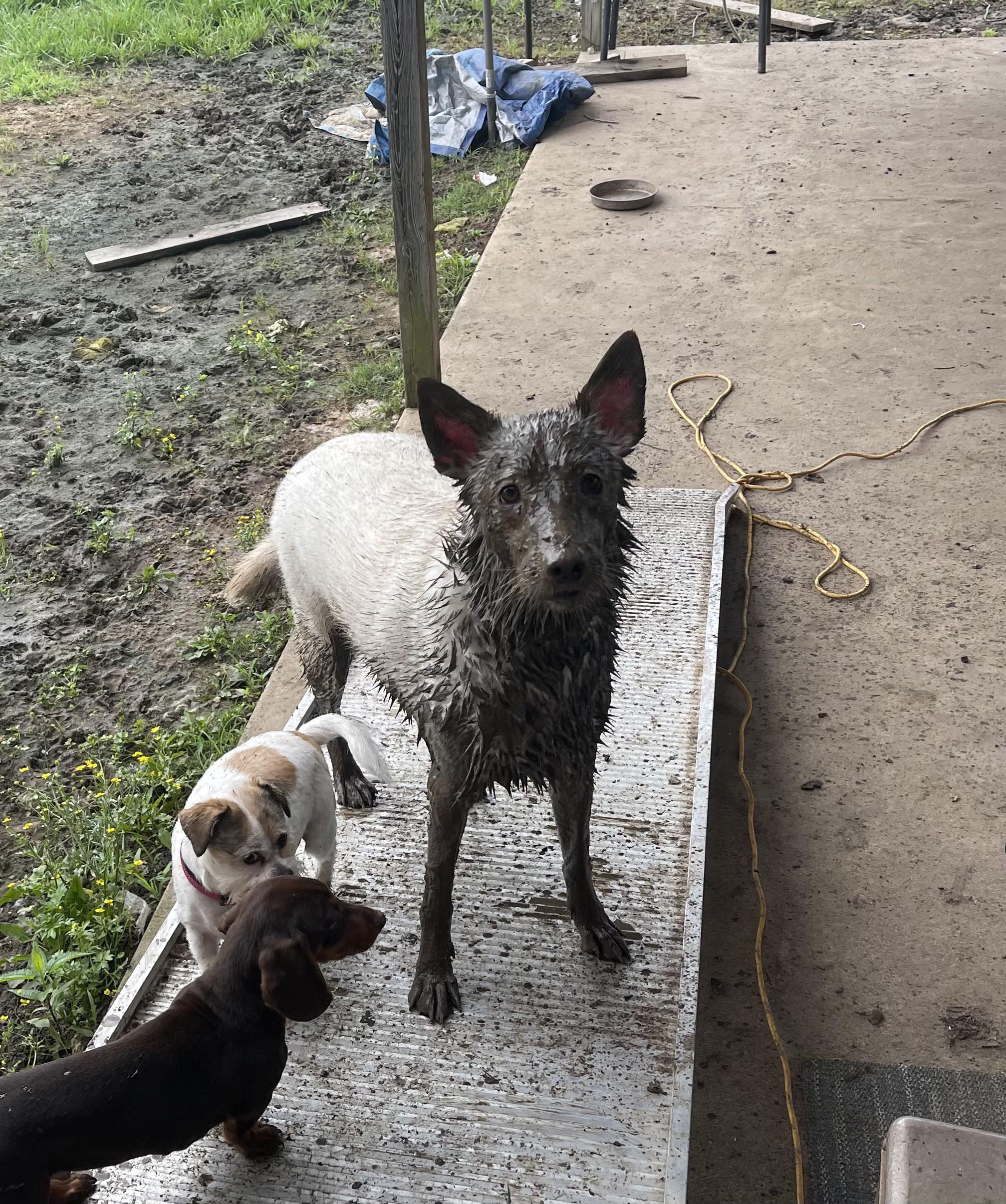 Went outside as a white dog. Came back inside as a swamp creature. No regrets.