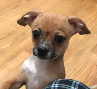 Once I ate a crab claw whole. Don’t worry, my stomach is basically indestructible