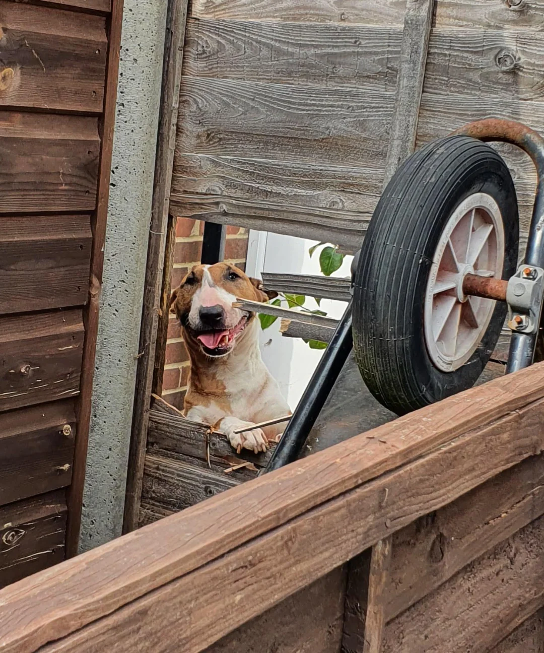 The neighbor’s yard looked fun, so I ate my way through.