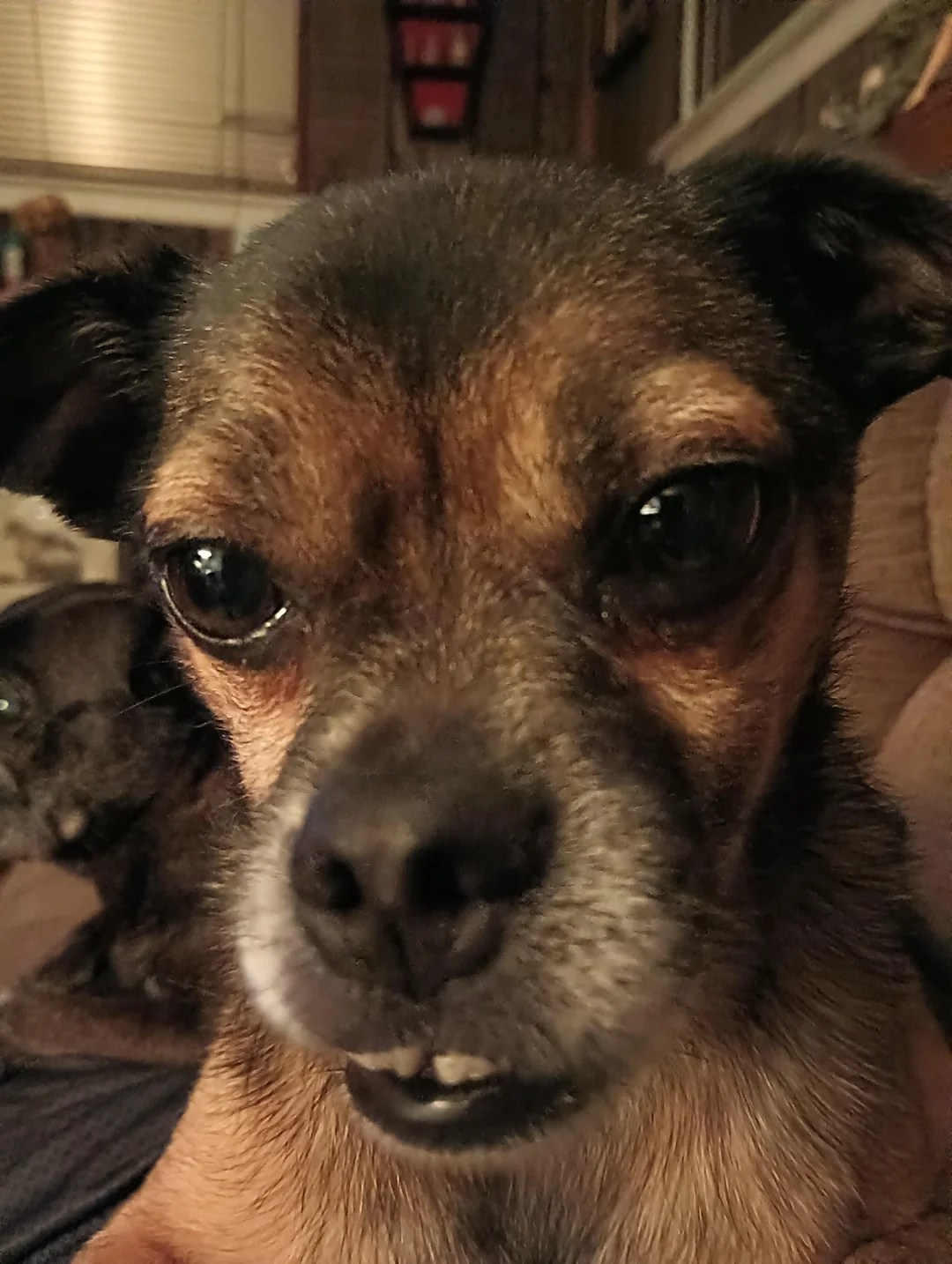 I don’t like eating alone. So I take my kibble, carry it to the living room, and enjoy it with the humans