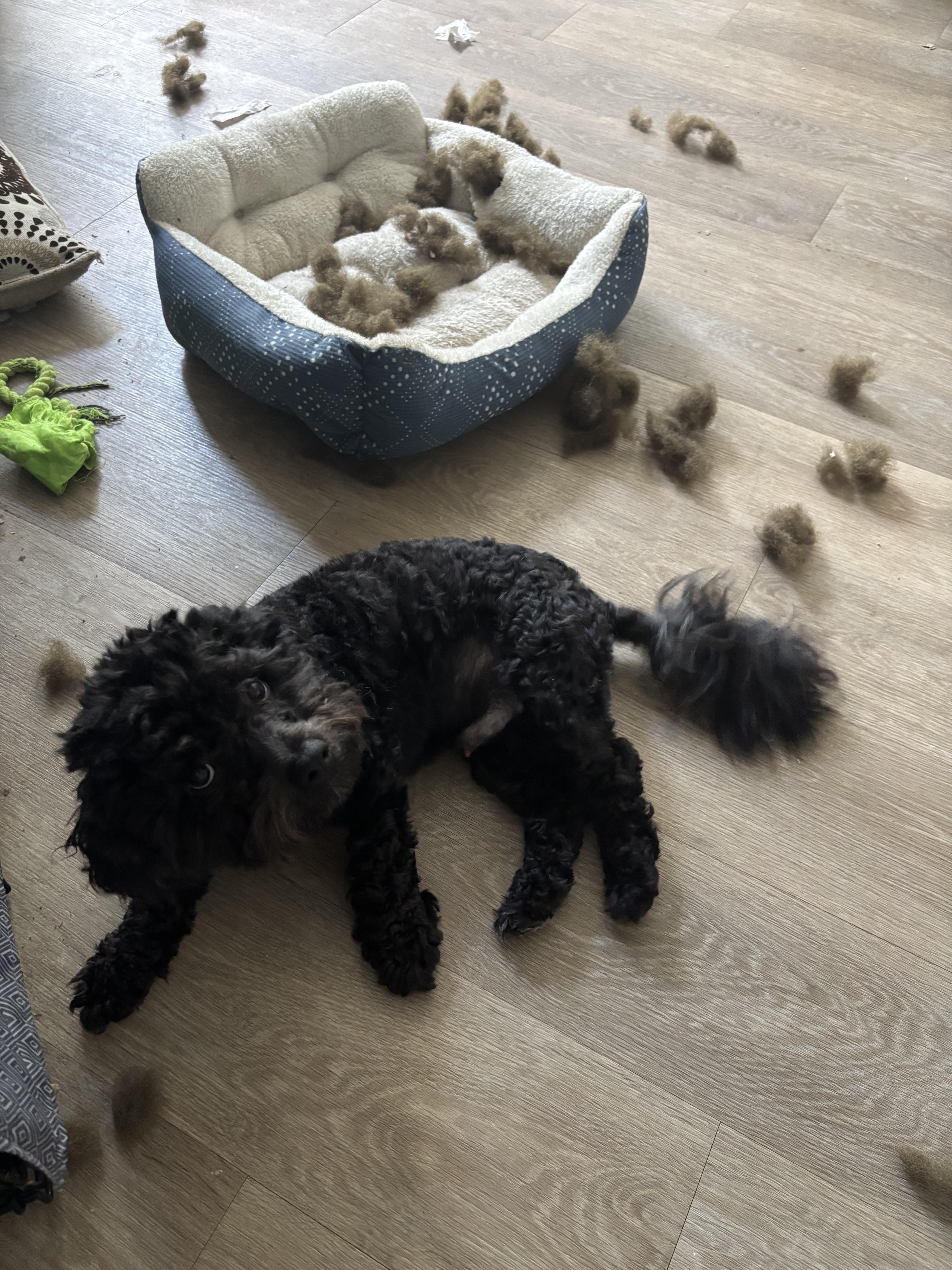 A new bed? No thanks I'll just have the stuffing.