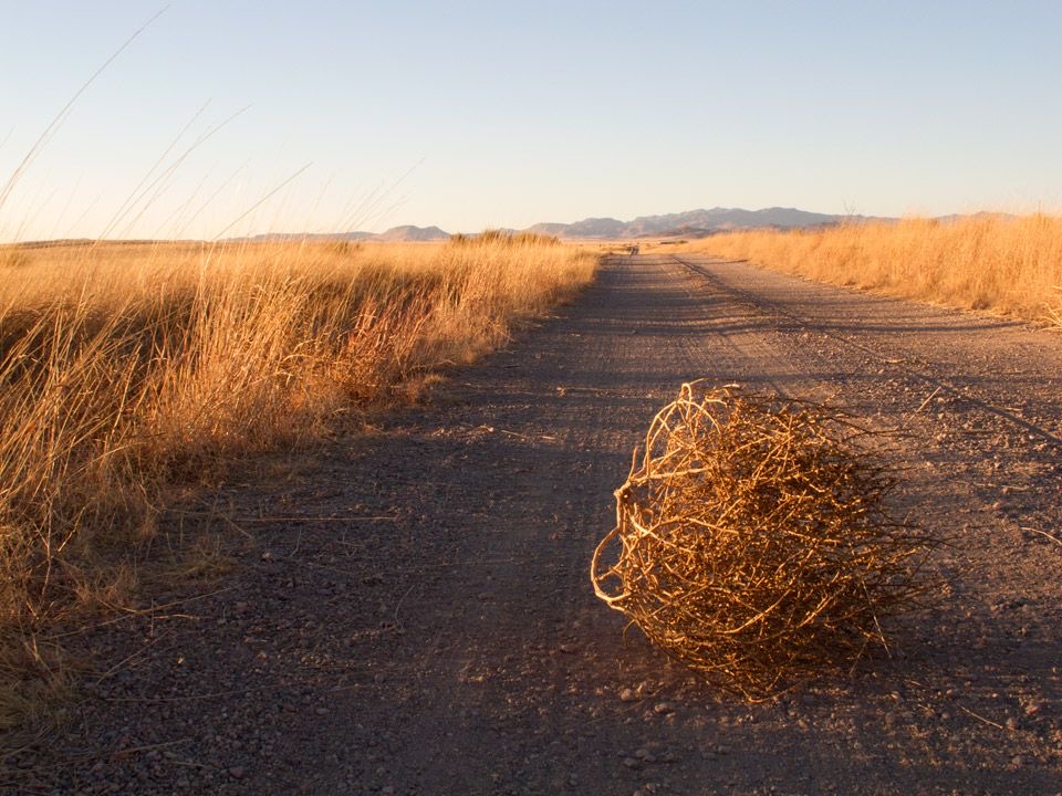 Tumbleweeds