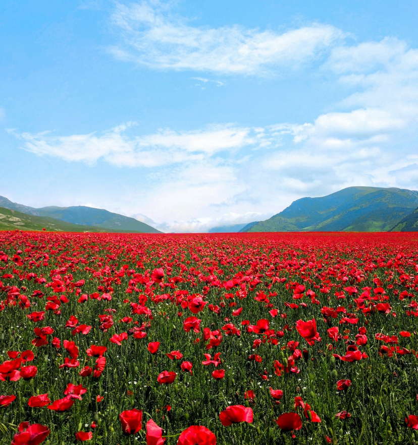 She Died on the Table. But All She Remembers Is a Field of Flowers