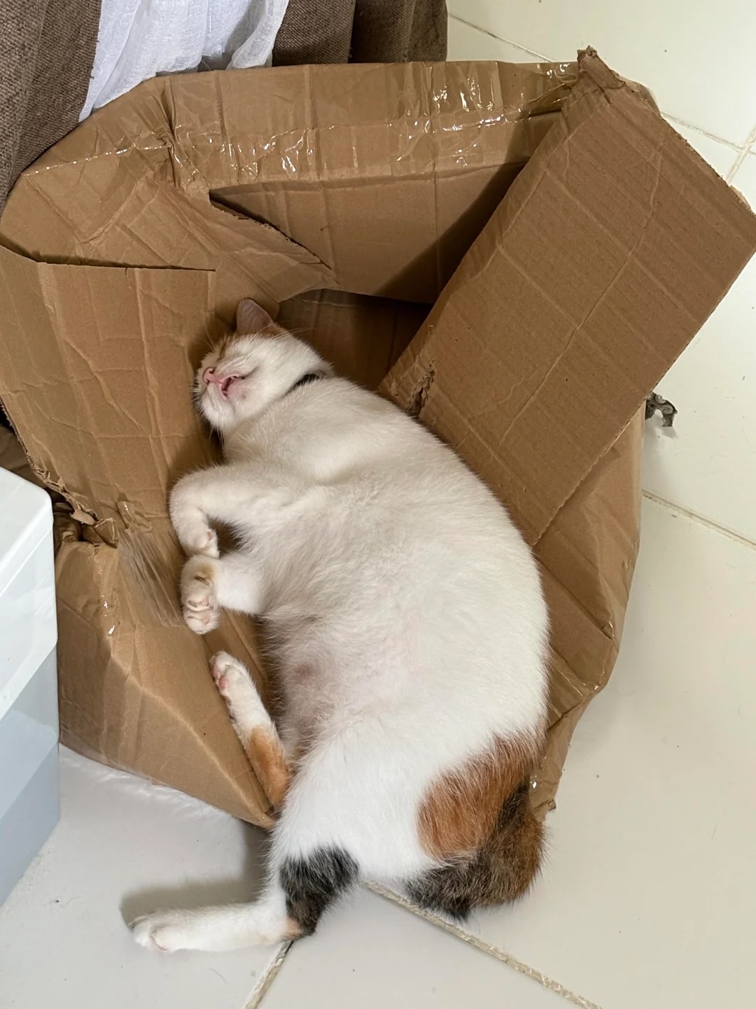 The box never stood a chance against the chonk.
