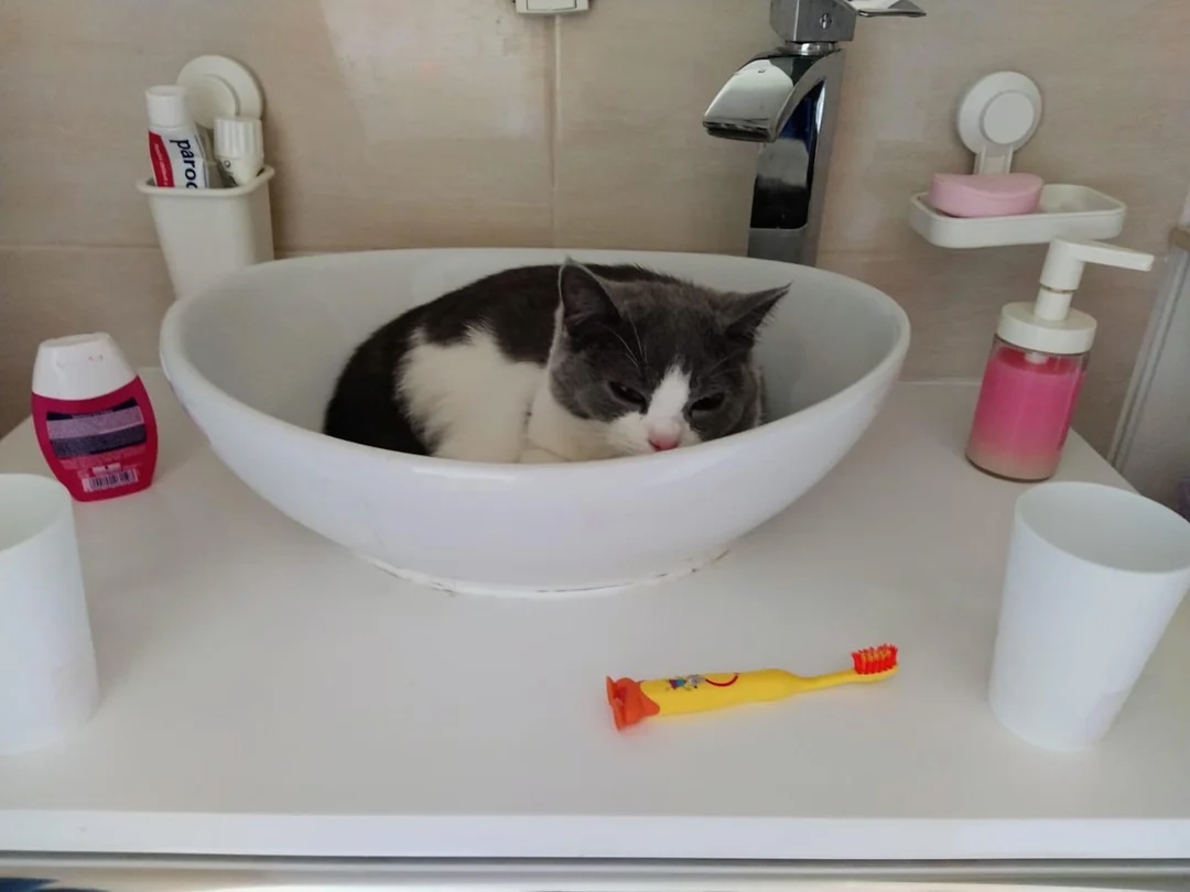 I am the new soap dish now.