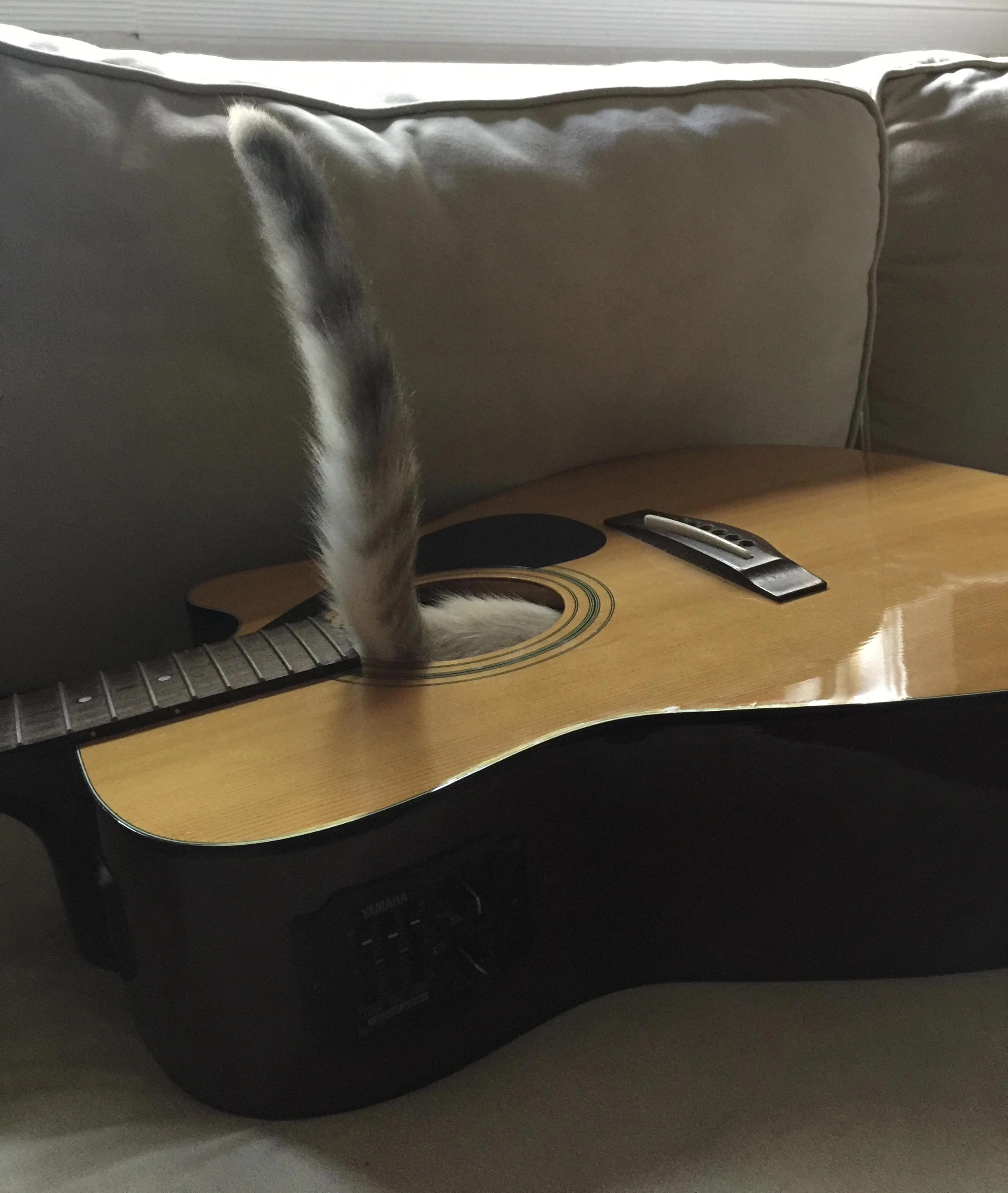 Now presenting: Cat Stevens.