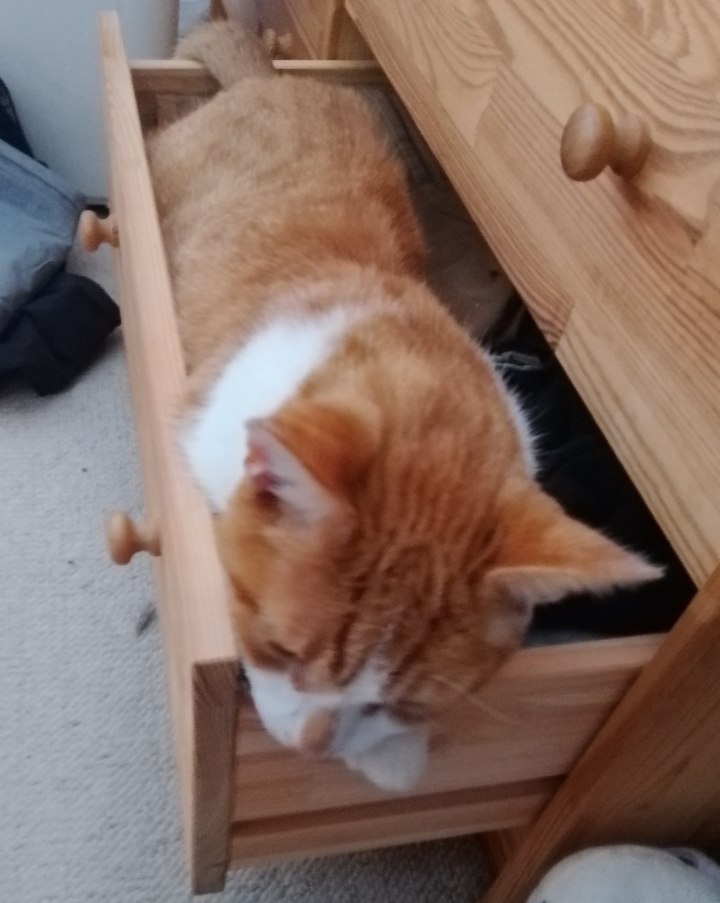 This is my new cat bed. You call it a sock drawer.