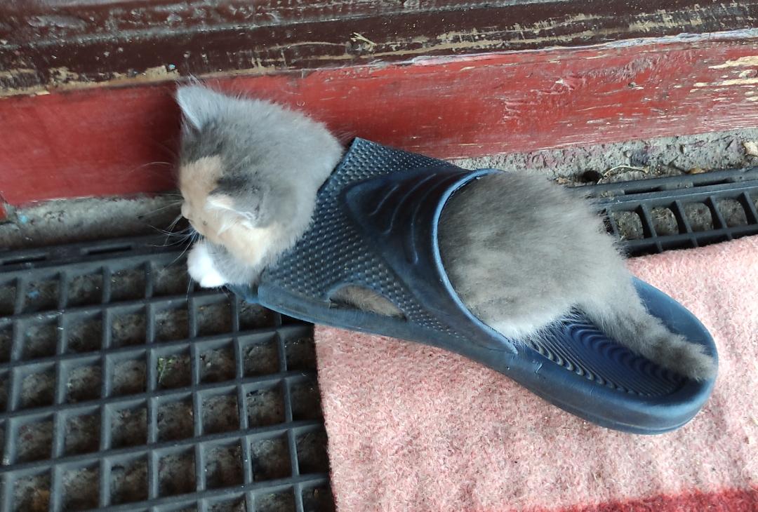 Cinderella could never.