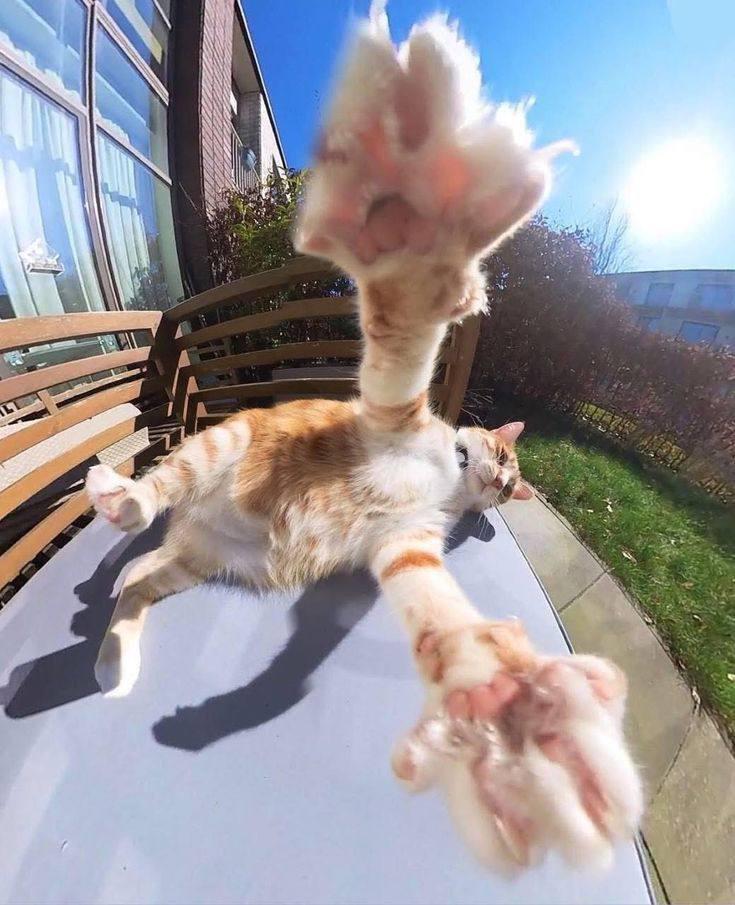 Talk to the paw, human.