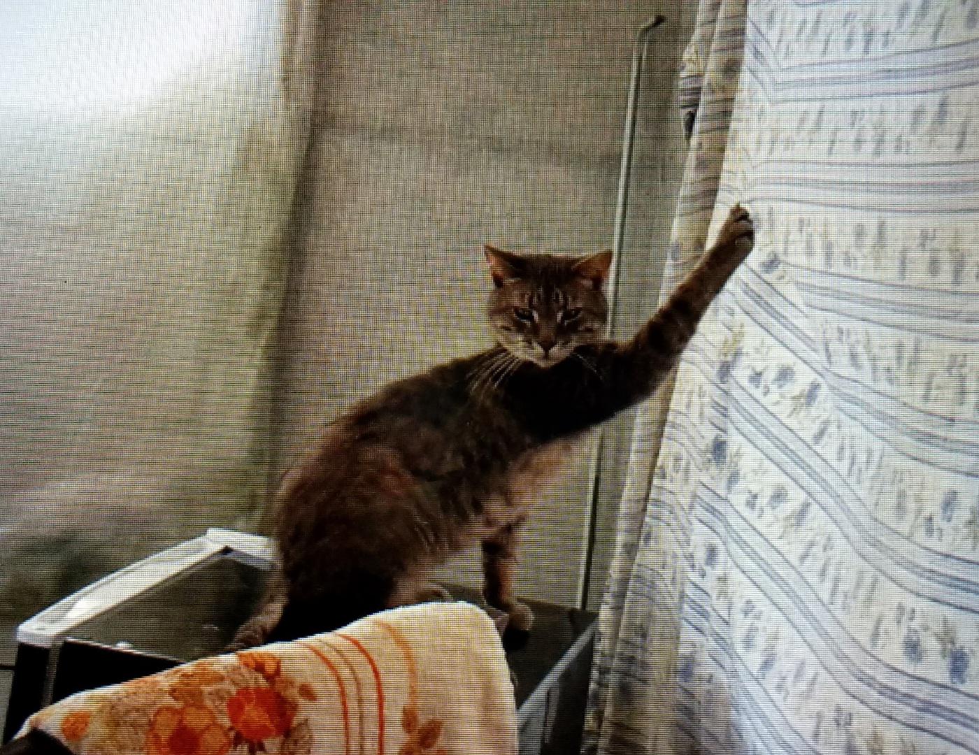 And here we have the curtain. Truly my greatest enemy.