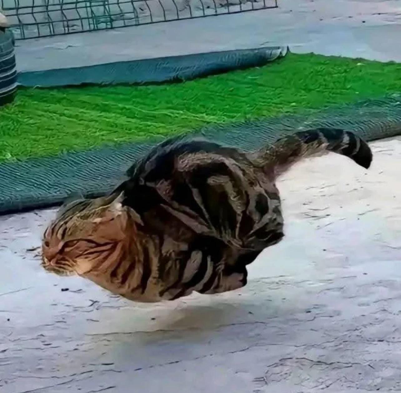 Now offering direct flights to the treat bowl.