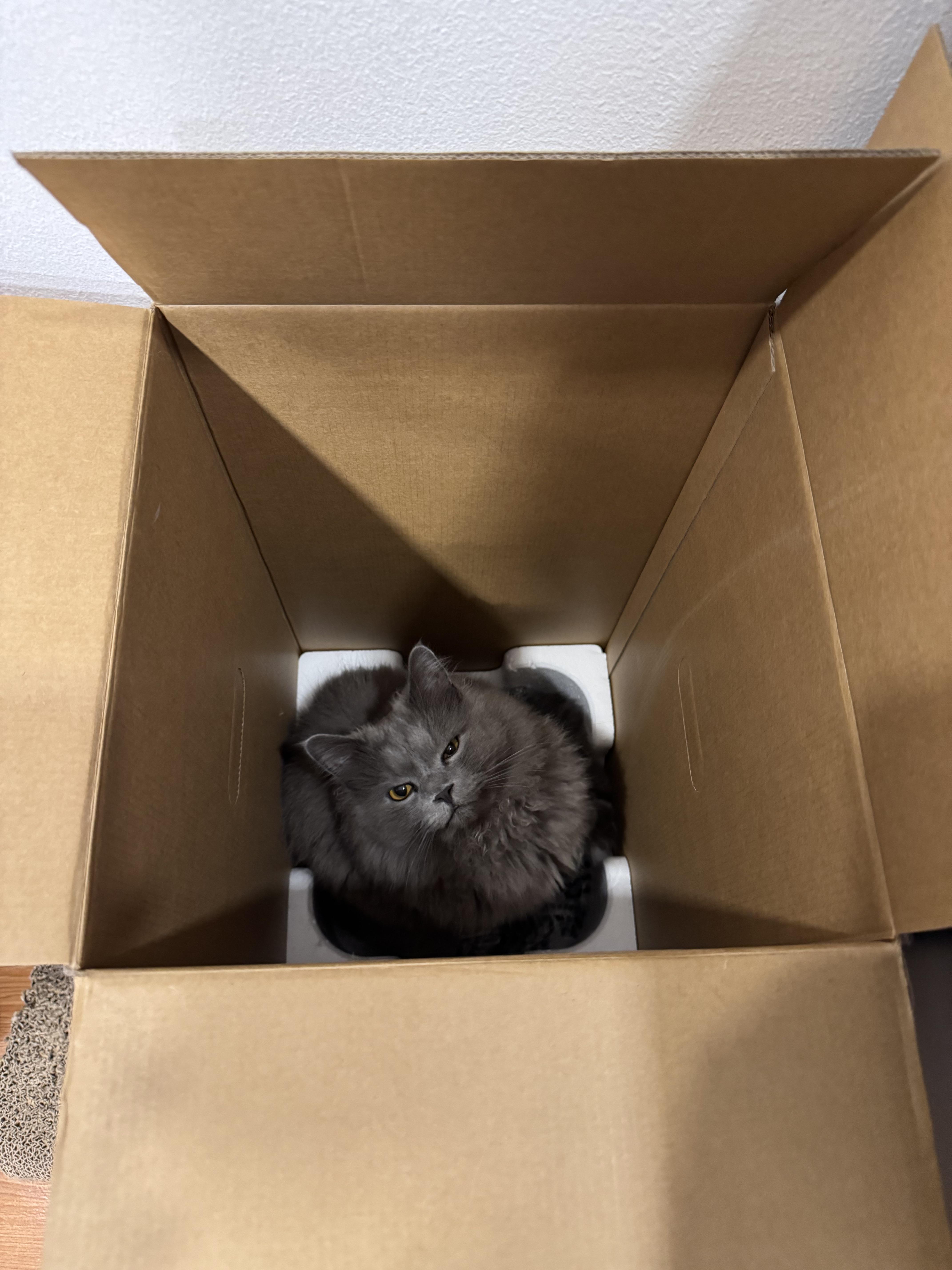 Amazon delivers cats now.