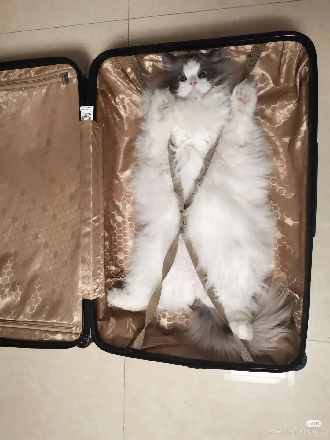 Don’t worry, I packed the essentials: me.