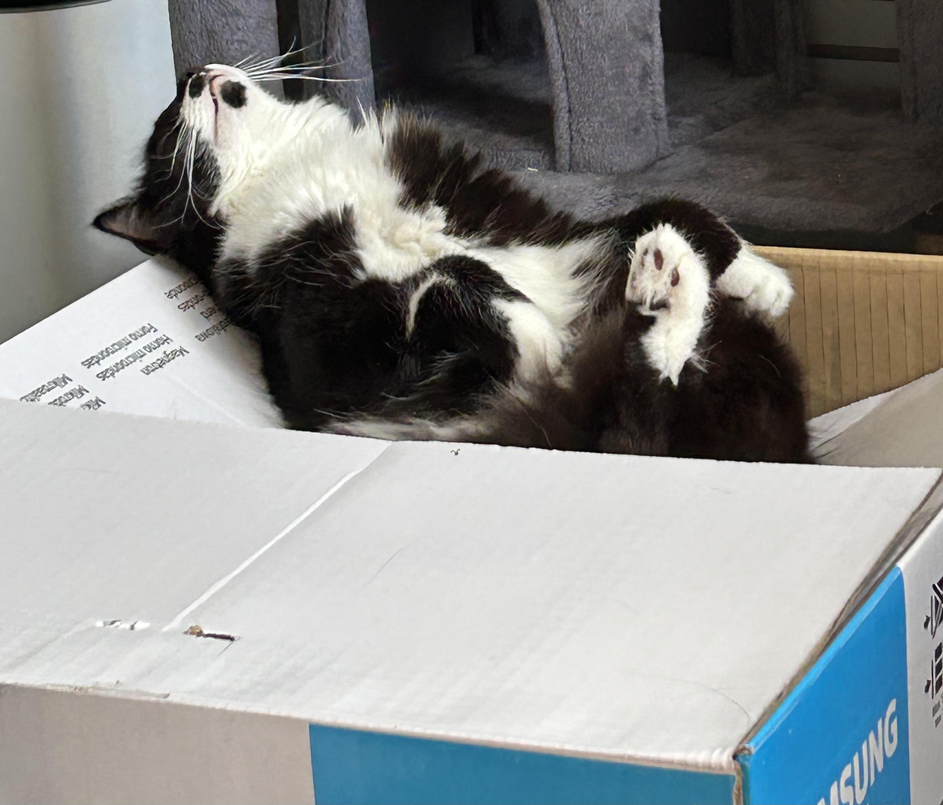 This box was free and is better than the expensive cat bed.