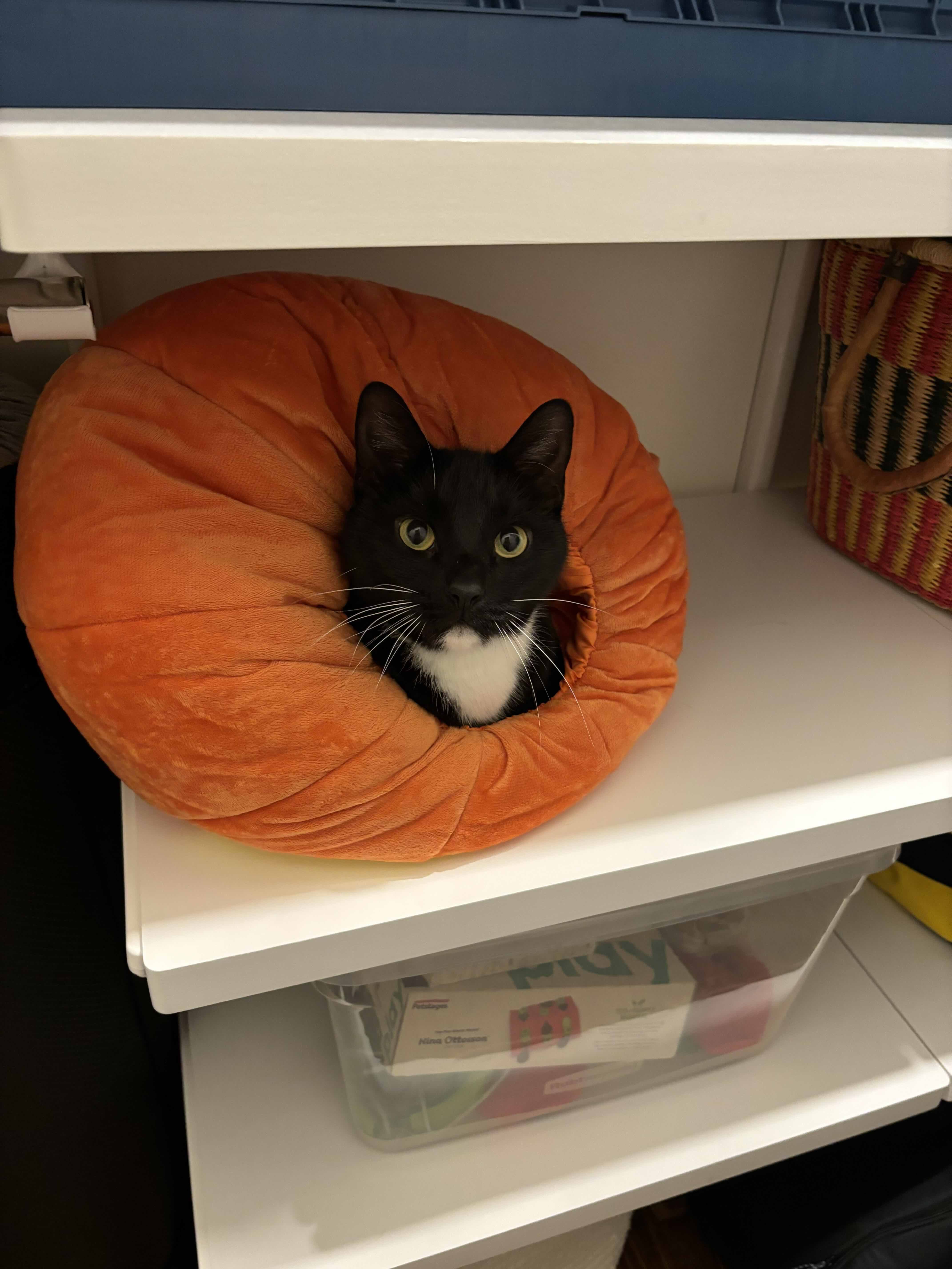 This pumpkin grew a little differently this year.