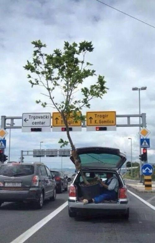 Tall Tree. Tiny Car. Highway Drama.