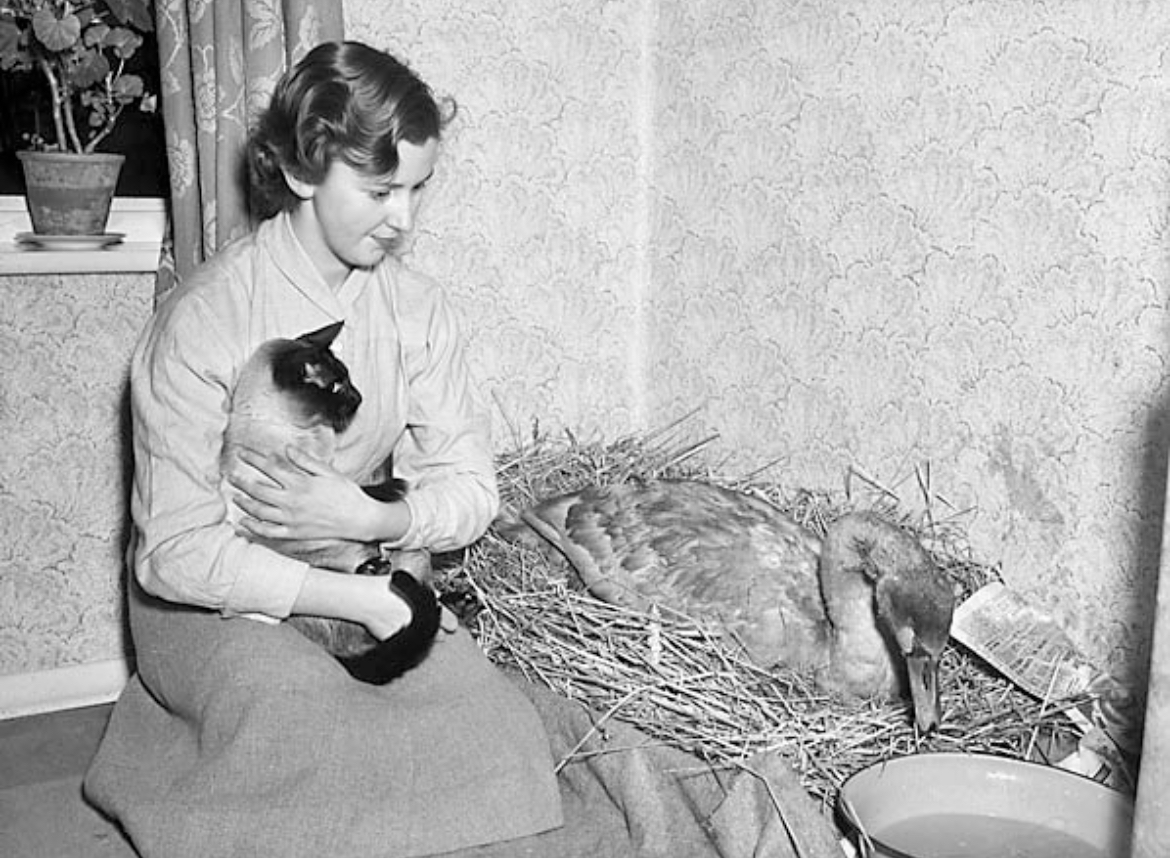 Anne Adams & Her Sick Swan: A Portrait of Gentleness