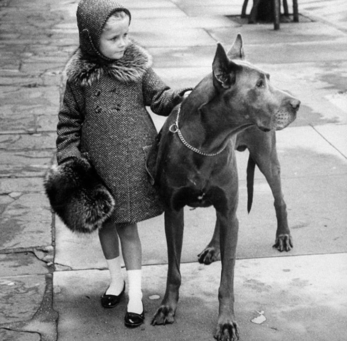 Raccoon Trim Chic, 1957