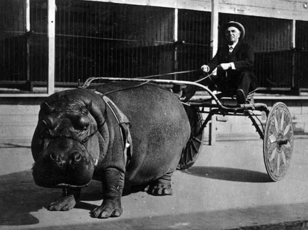 Hippo Circus Act, 1924