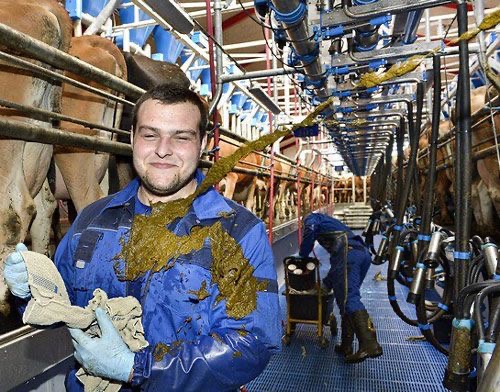 Cow Pipe Burst: Brown Shower Edition