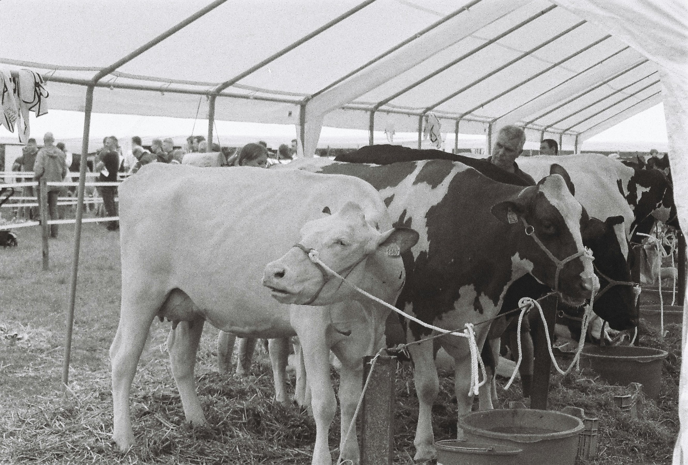 At a barn wedding, a cow gave birth loudly throughout the ceremony.