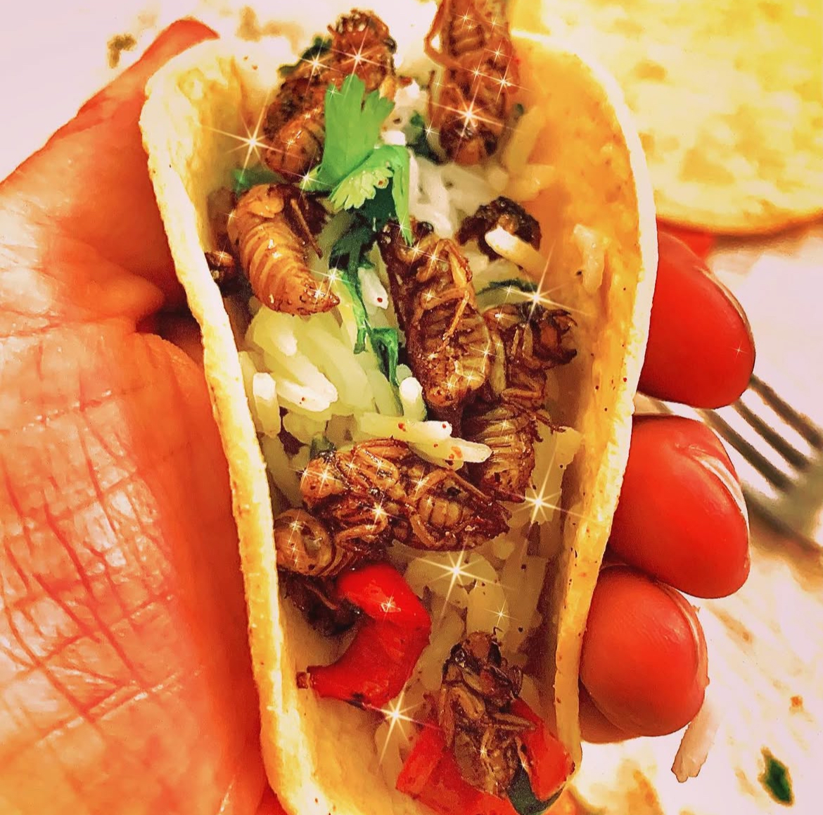 Cicada Tacos