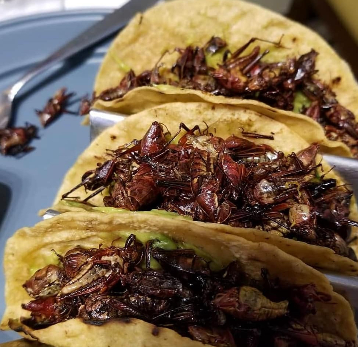 Cricket Tacos (Chapulines)