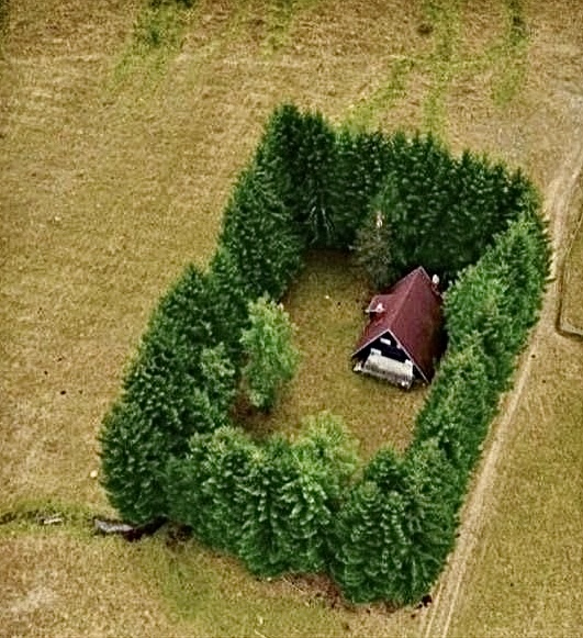 Surrounded by Trees. No Escape. All Vibes.