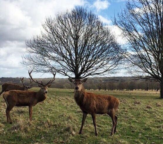 Nature’s Optical Illusionist