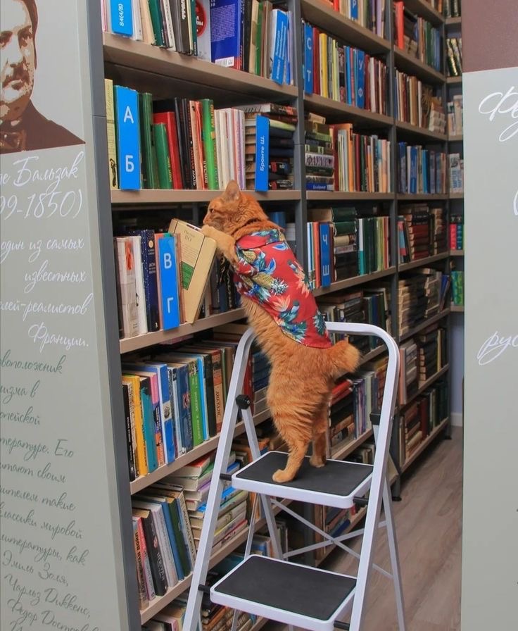 Libracat: Keeper of the Knowledge